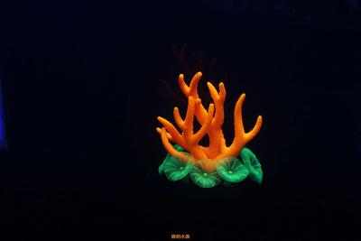 鸟巢珊瑚1