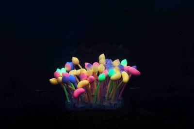 七彩气泡珊瑚