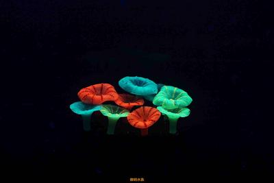 蘑菇葵花珊瑚