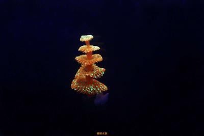 圣诞树管虫珊瑚
